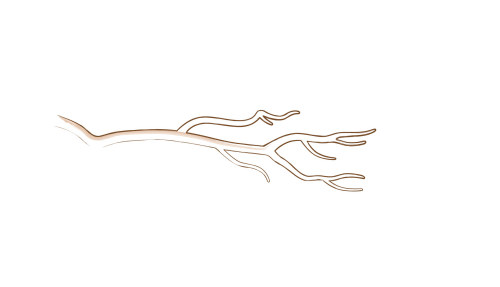 bonsai branch